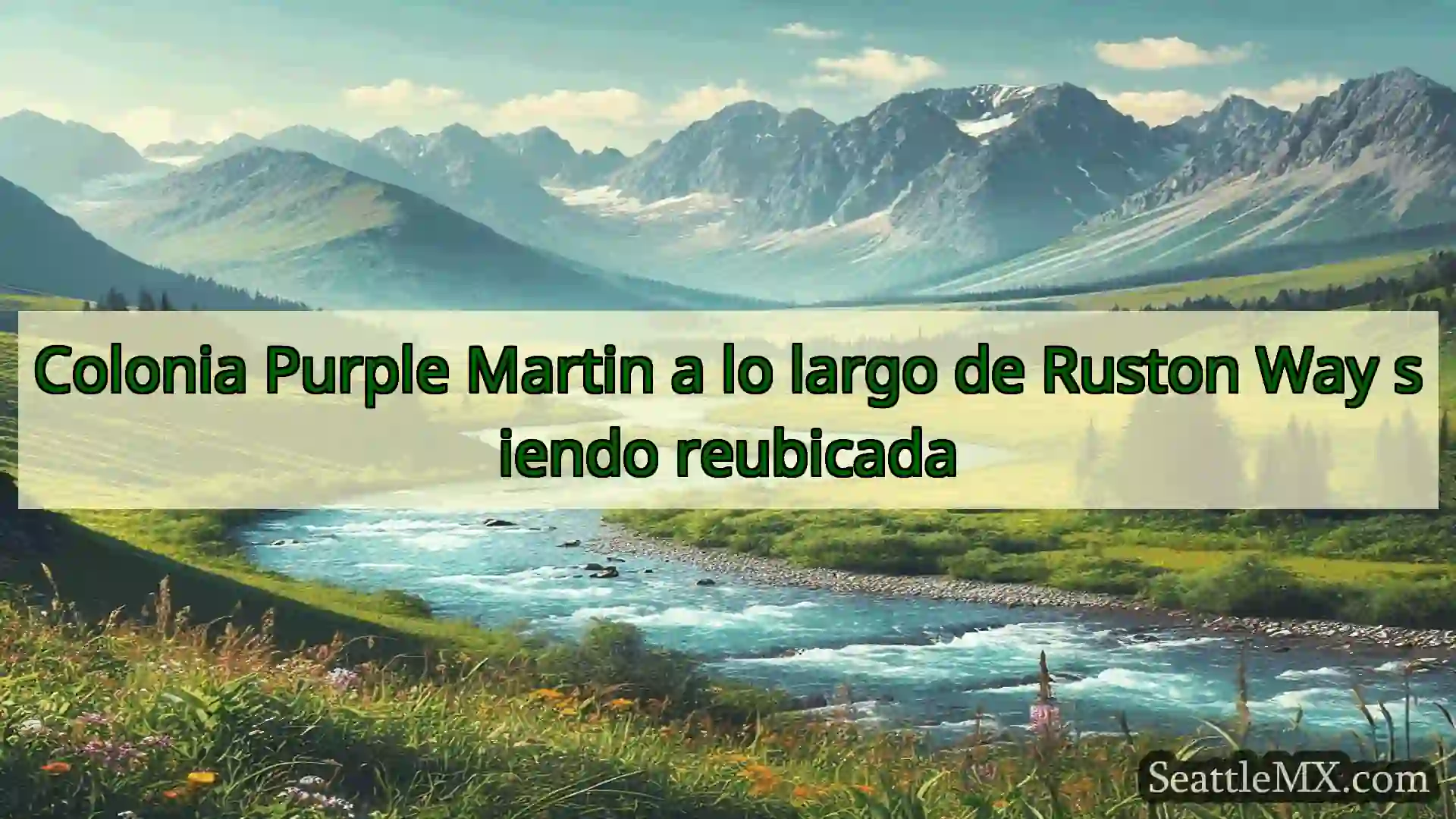noticias de seattle Colonia Purple Martin a lo largo