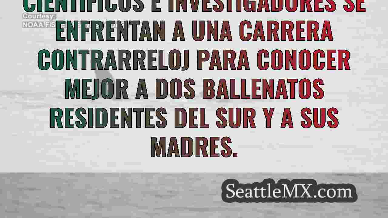 Noticias de Seattle SeattleMX