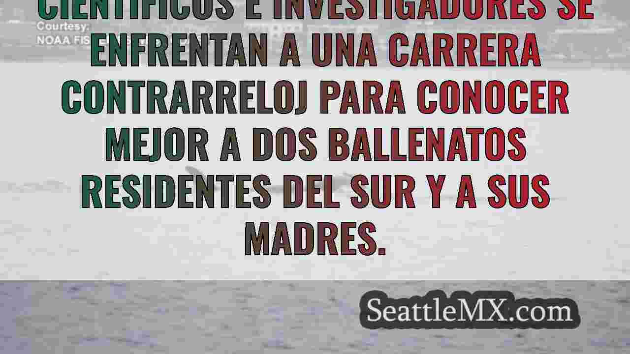 Noticias de Seattle SeattleMX