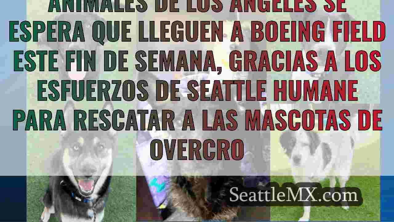 Más de 60 animales desplazados por el