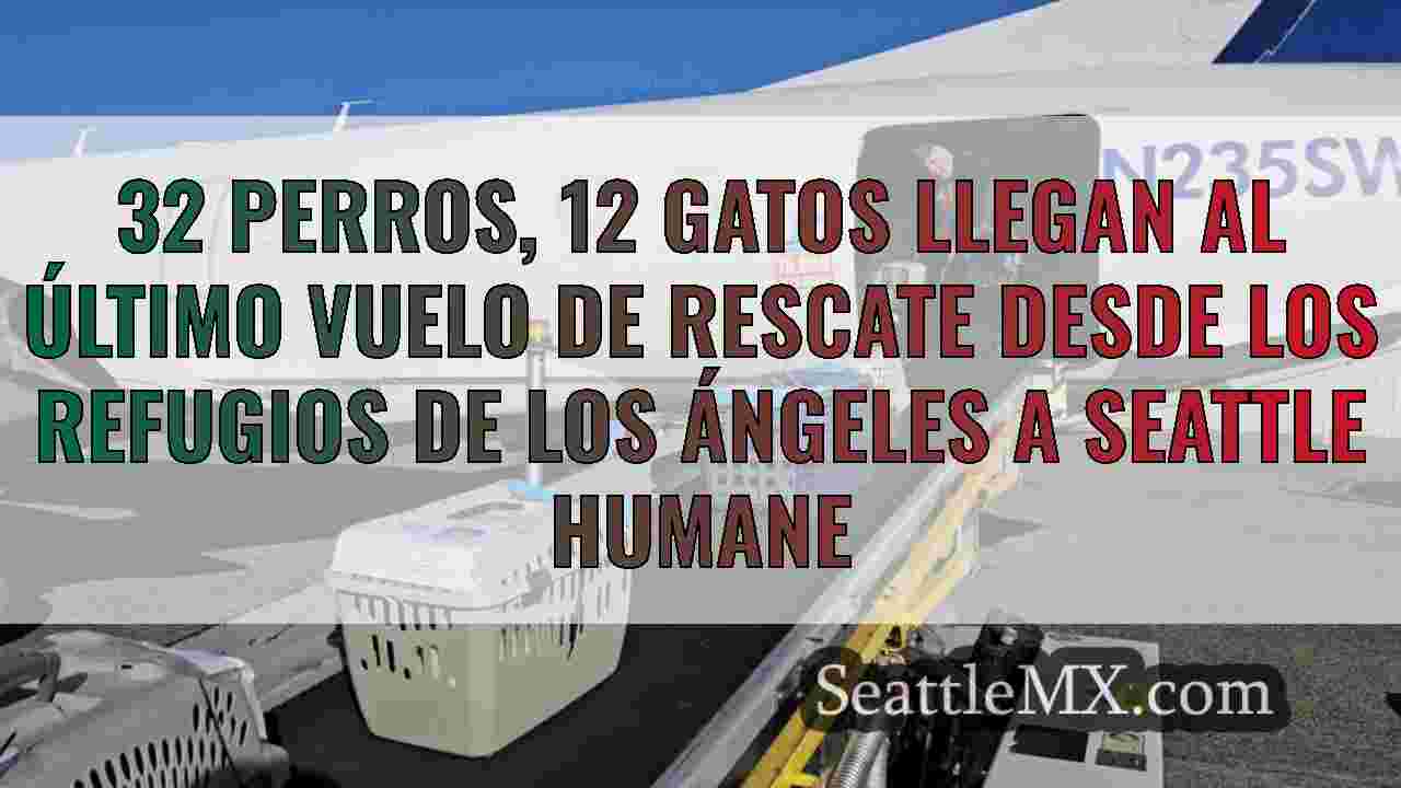 32 perros, 12 gatos llegan al último