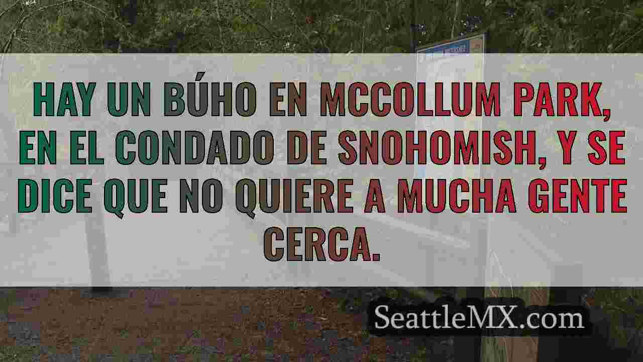 Un búho en el condado de Snohomish se