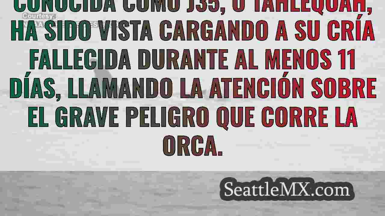 Noticias de Seattle SeattleMX