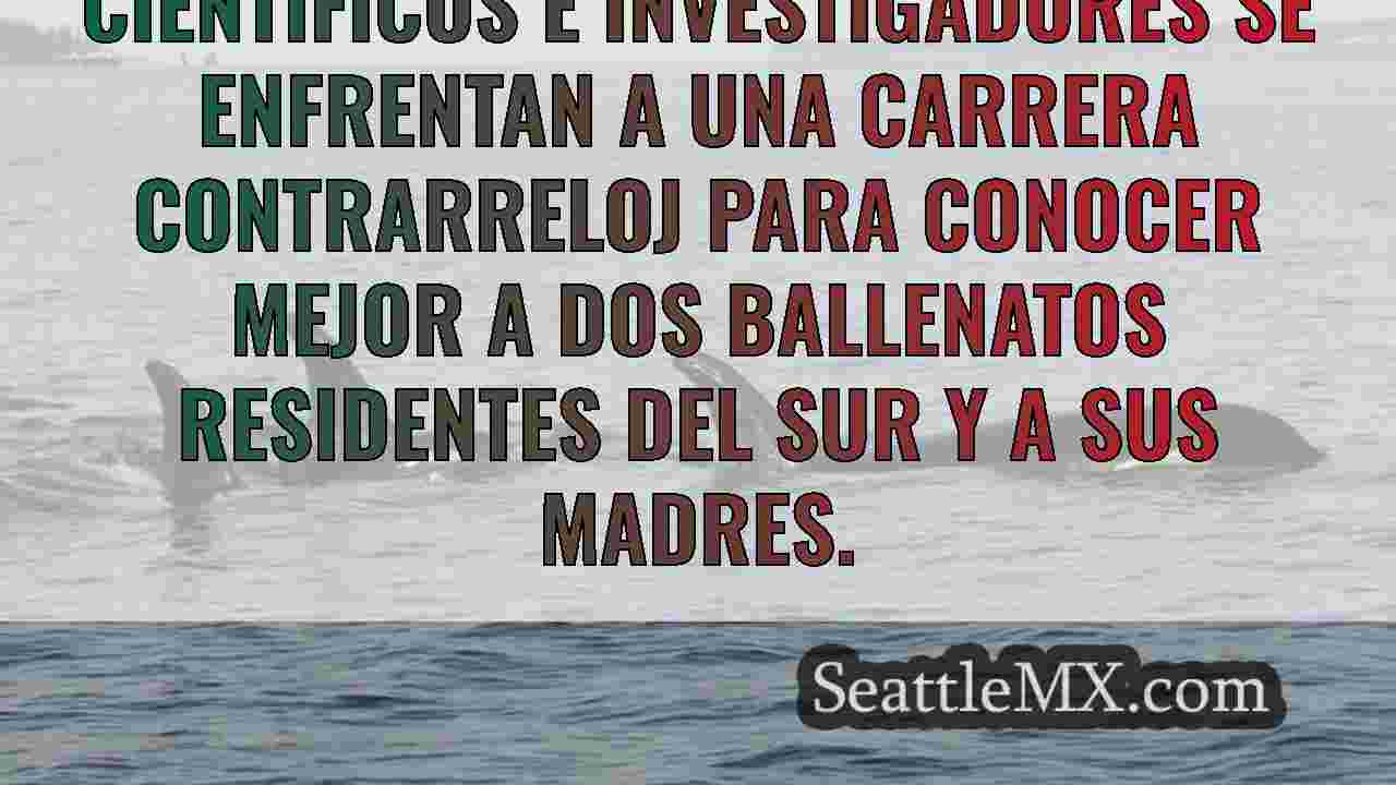 Las orcas residentes del sur se