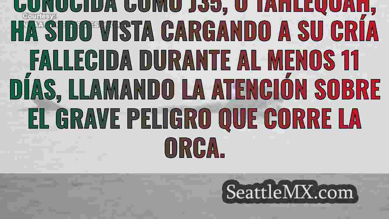 La ballena residente del sur sigue