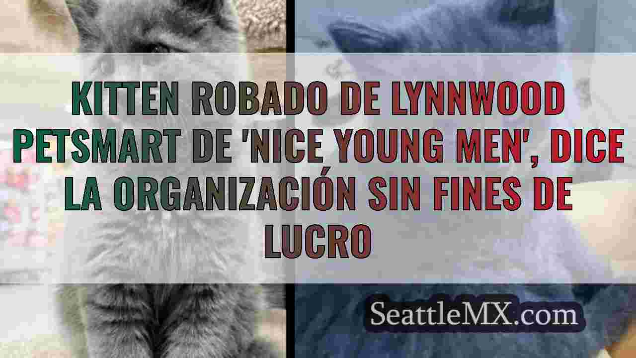 Kitten robado de Lynnwood Petsmart de