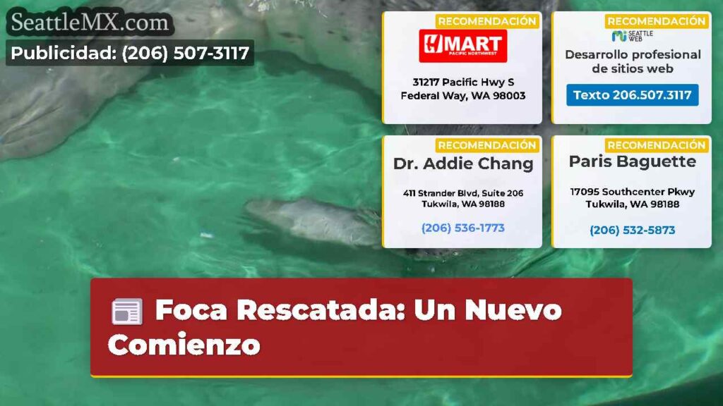 Foca Rescatada: Un Nuevo Comienzo