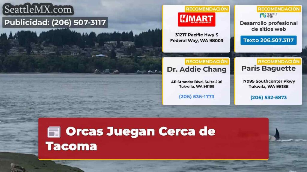 Orcas Juegan Cerca de Tacoma