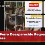 Perro Desaparecido Regresa a Casa