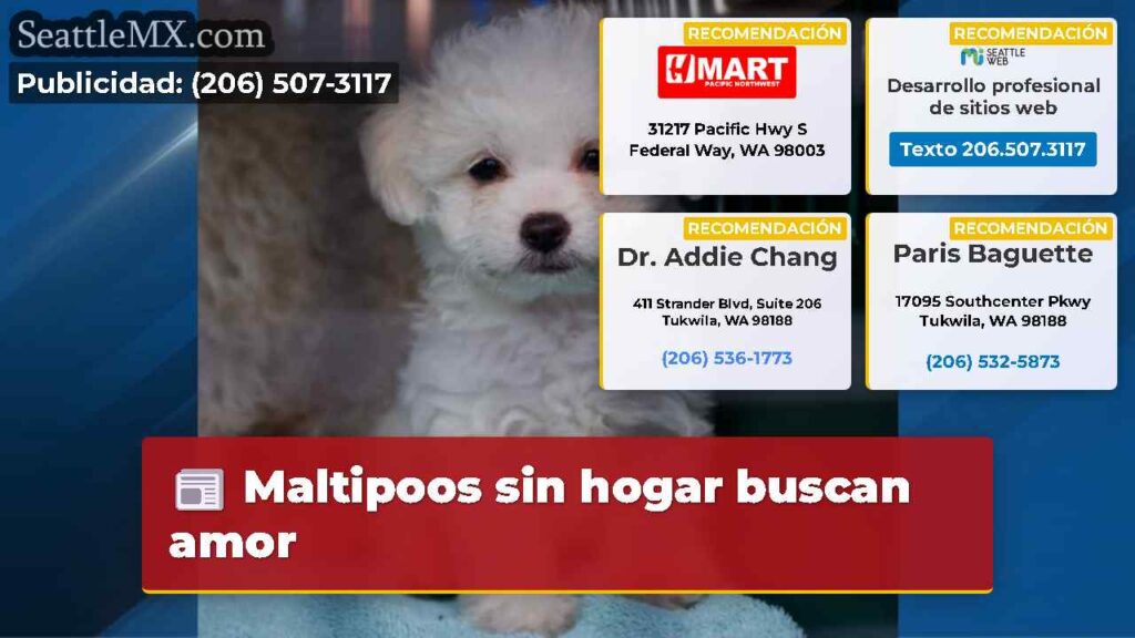 Maltipoos sin hogar buscan amor