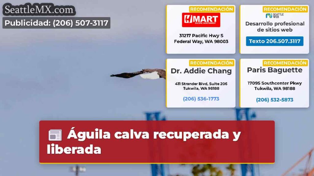 Águila calva recuperada y liberada