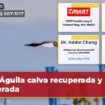 Águila calva recuperada y liberada
