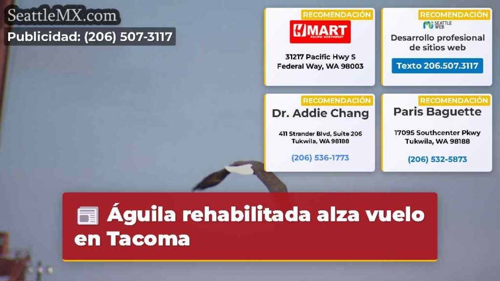 Águila rehabilitada alza vuelo en Tacoma