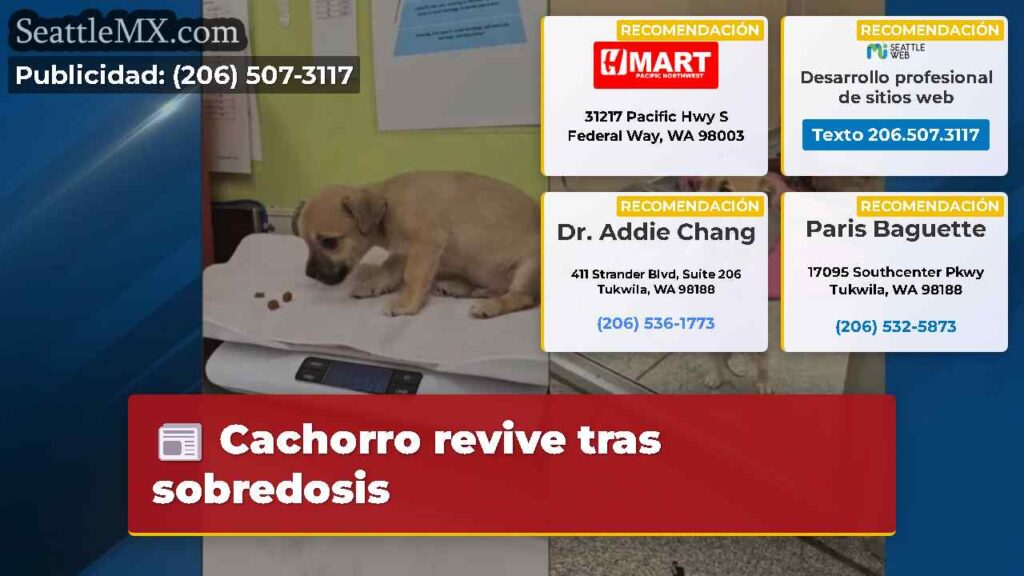 Cachorro revive tras sobredosis