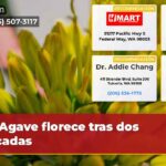 Agave florece tras dos décadas