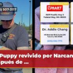 Puppy revivido por Narcan después de …