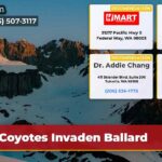 Coyotes Invaden Ballard