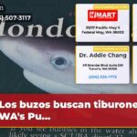 Los buzos buscan tiburones en WAs Pu…