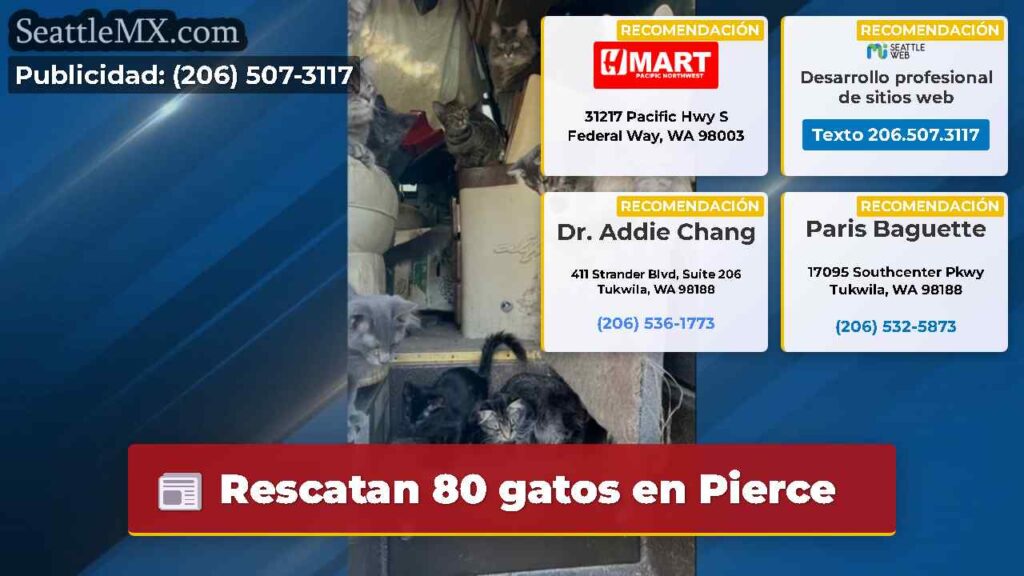 Rescatan 80 gatos en Pierce