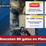 Rescatan 80 gatos en Pierce