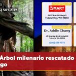 Árbol milenario rescatado del fuego