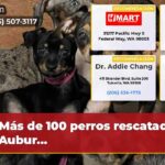 Más de 100 perros rescatados de Aubur…