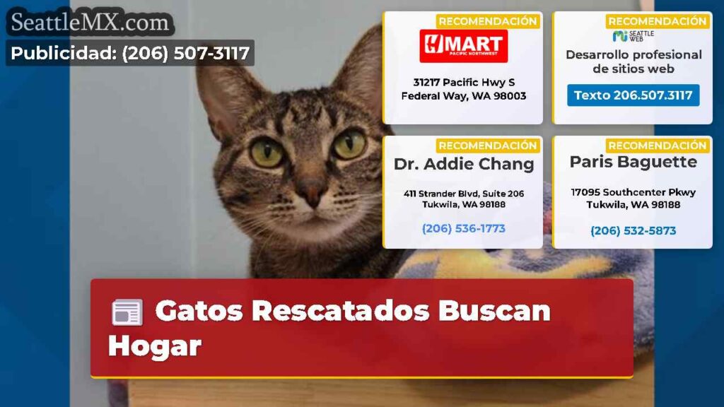 Gatos Rescatados Buscan Hogar