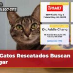 Gatos Rescatados Buscan Hogar