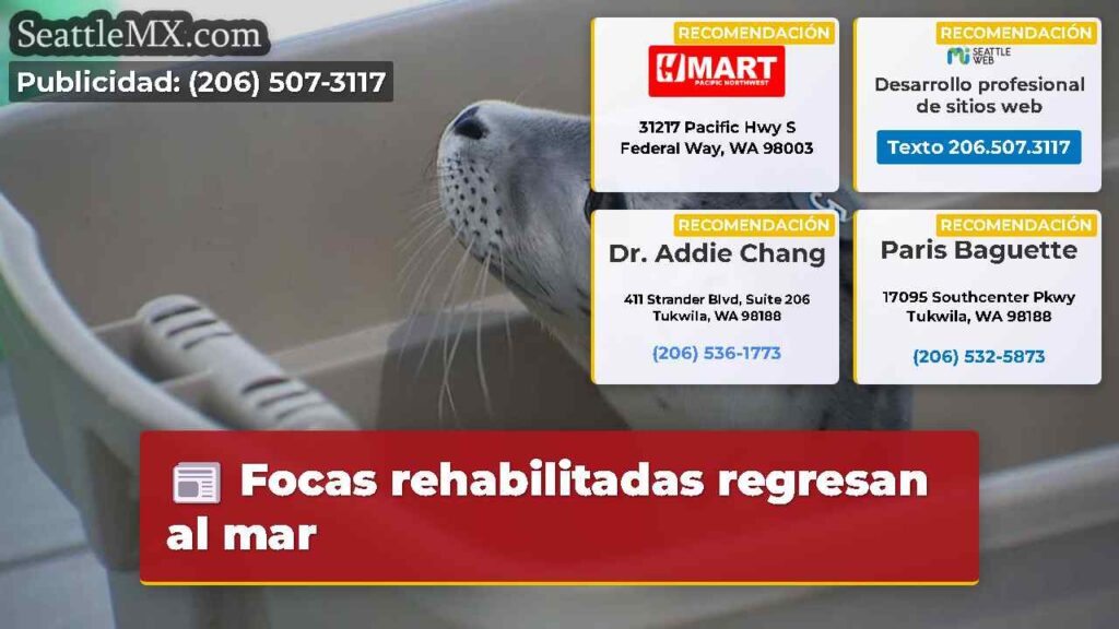 Focas rehabilitadas regresan al mar