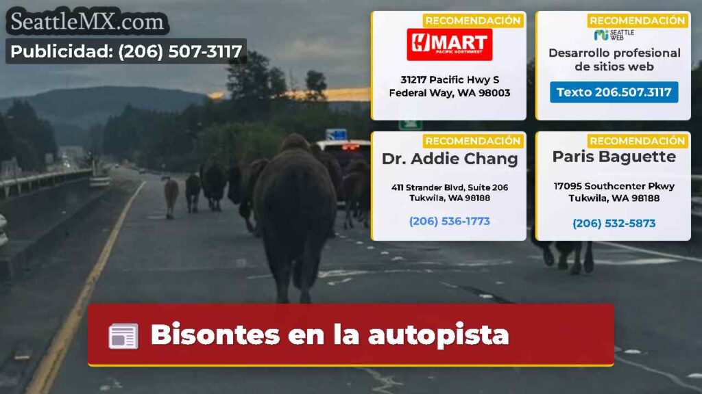 Bisontes en la autopista