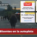 Bisontes en la autopista