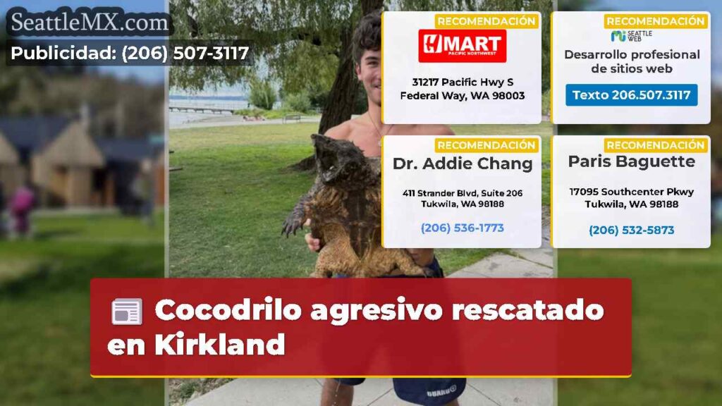 Cocodrilo agresivo rescatado en Kirkland