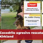 Cocodrilo agresivo rescatado en Kirkland