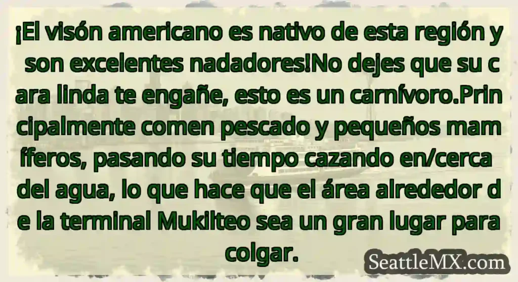 ¡El visón americano es nativo de esta región y