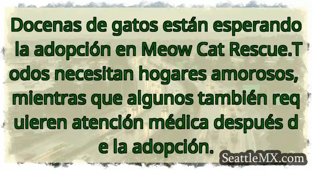 Docenas de gatos están esperando la adopción en