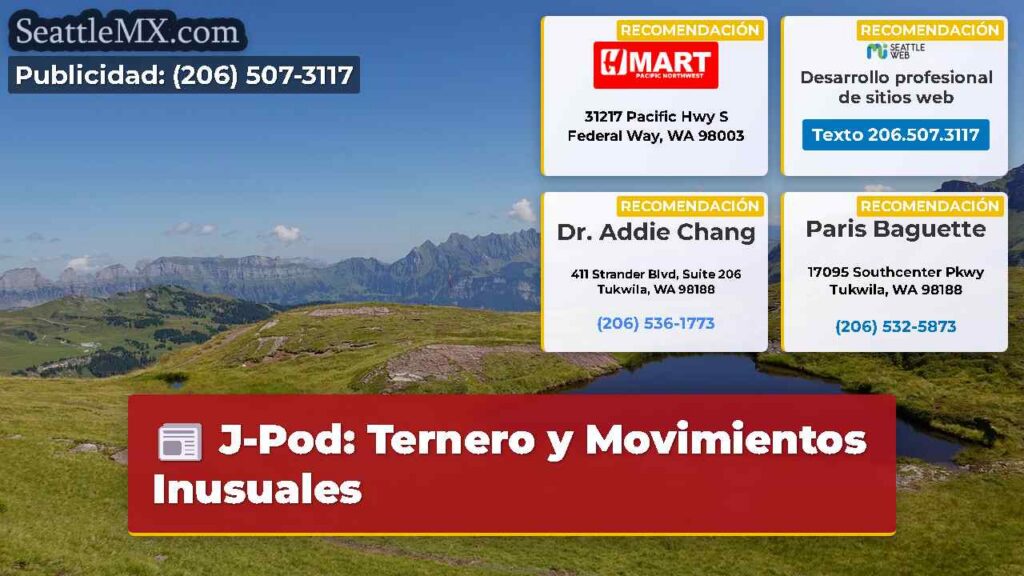 Noticias De Seattle 6 J-Pod: Ternero y Movimientos Inusuales