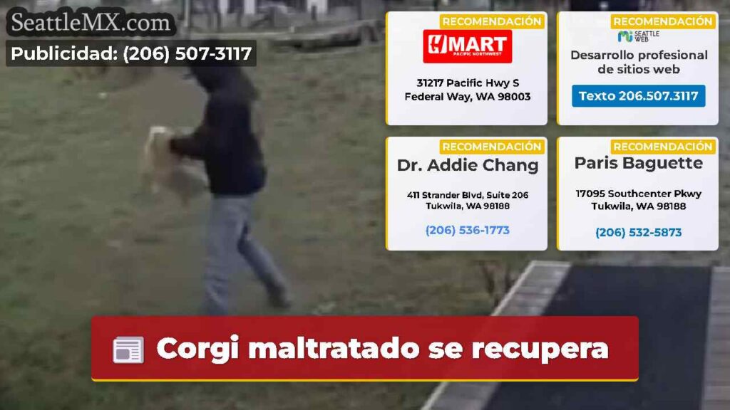 Corgi maltratado se recupera