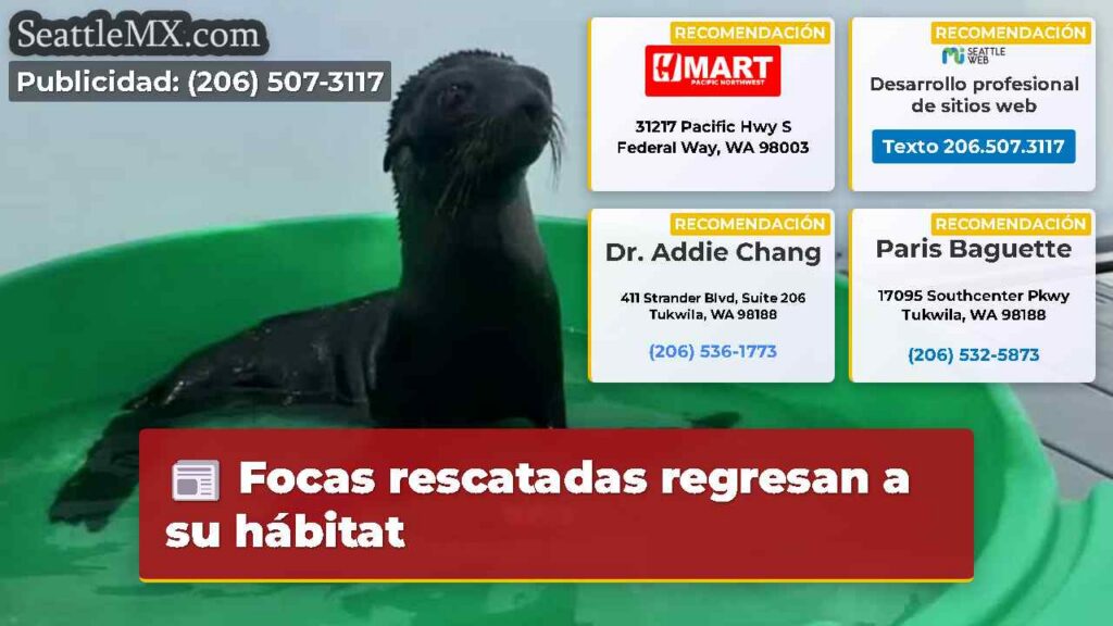 Noticias De Seattle 5 Focas rescatadas regresan a su hábitat