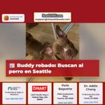 Buddy robado Buscan al perro en Seattle