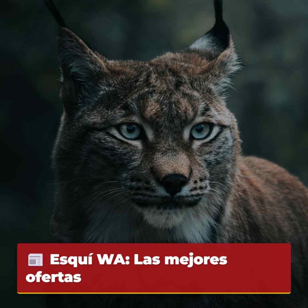 Esquí WA: Las mejores ofertas