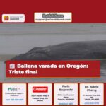 Ballena varada en Oregón Triste final inminente