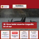 Orca bebé muerta tragedia en el sur