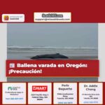 Ballena jorobada varada en Oregón Precaución y Respeto