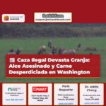 Cazadores Ilegales Matan Alce en Granja de Carnation Generando Preocupación por la Seguridad y el Desperdicio de Carne