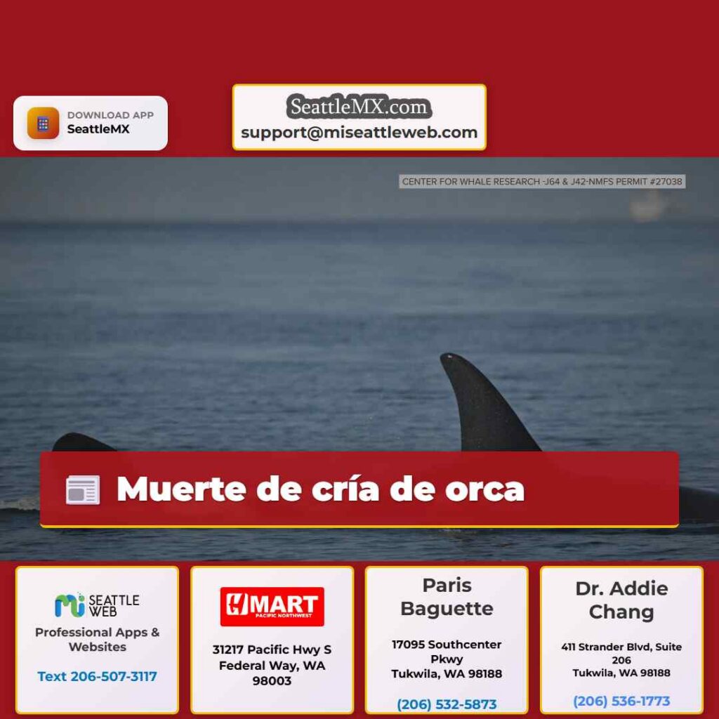 Muerte de cría de orca