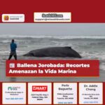 Ballena Jorobada Recortes Amenazan la Vida Marina