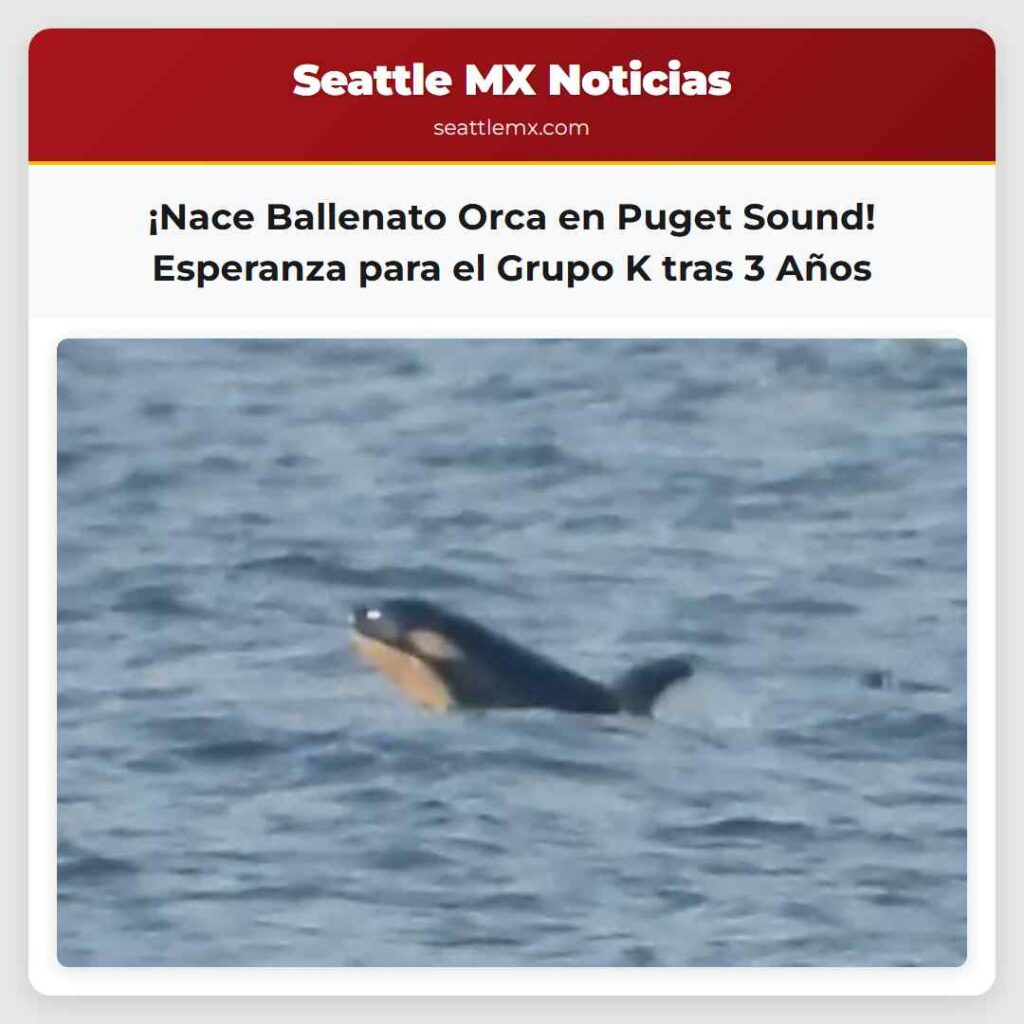 ¡Nace Ballenato Orca en Puget Sound! Esperanza