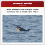 Avistado Nuevo Ballenato Orca en Puget Sound Un Rayo de Esperanza para el Grupo K