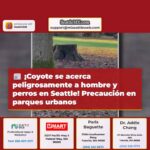 Coyote se acerca peligrosamente a hombre y sus perros en el Parque Volunteer