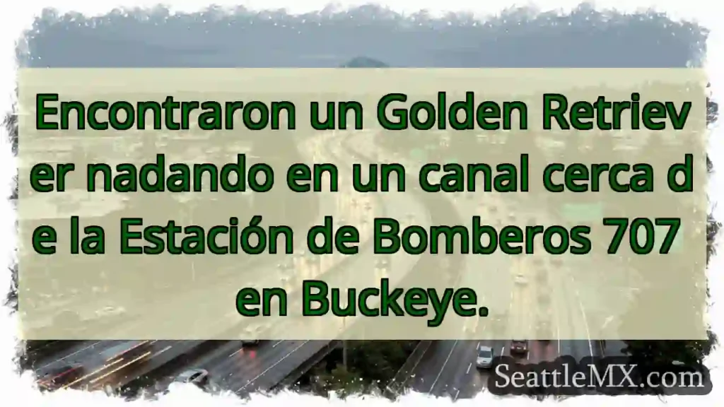 ¡Perro nada! ¿Qué hace allí?